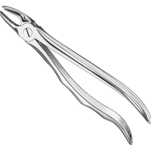 Extracting Forceps Anatom