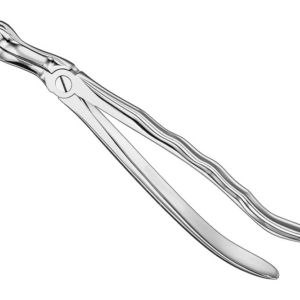 Extracting Forceps Anatom