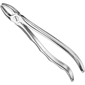 Extracting Forceps Anatom