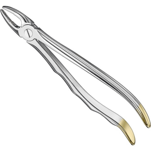 Extracting Forceps Anatom