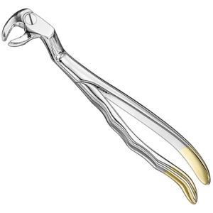Extracting Forceps Anatom